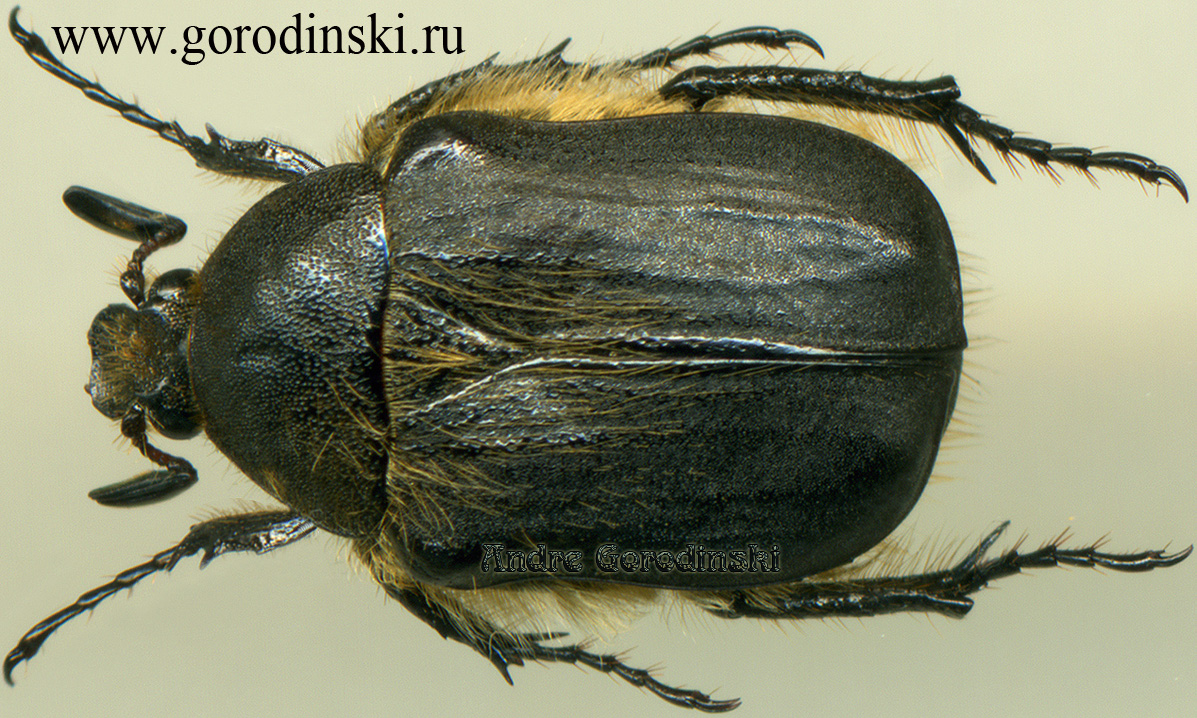 http://www.gorodinski.ru/cetoniidae/Bietia rudicollis.jpg